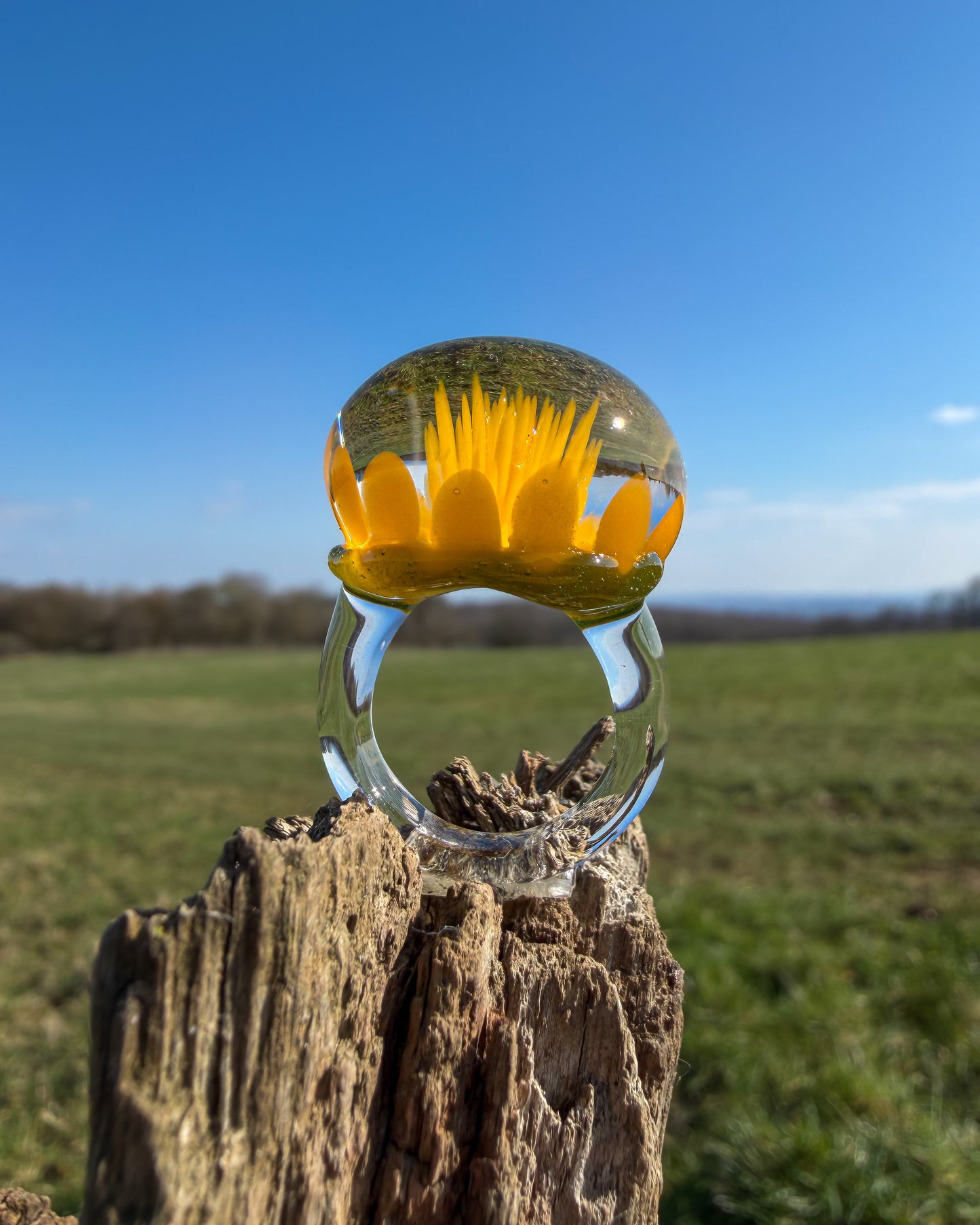 DANDELION IMPLOSION · Ring